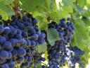 Blue Franc wine grapes