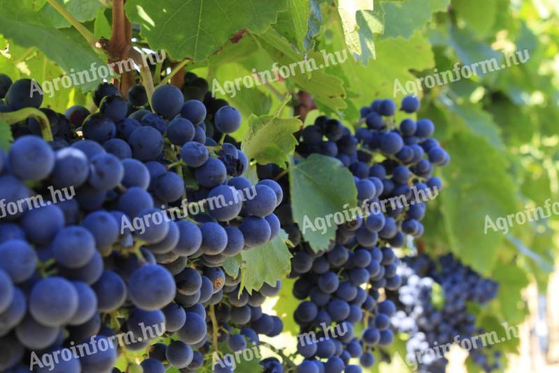 Blue Franc wine grapes