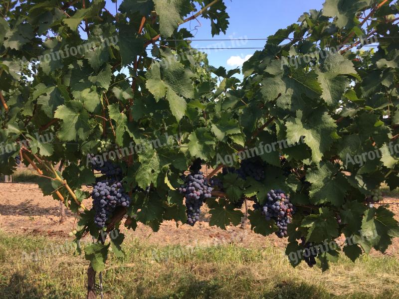 Merlot wine grapes