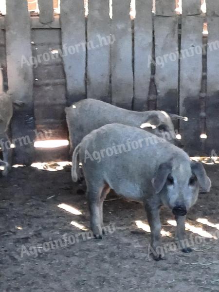 Selected mangalica