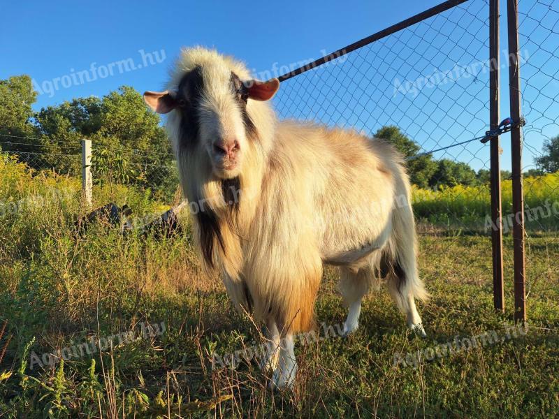 Kozí mláďata