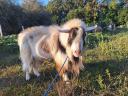 Baby goats