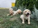 Labrador retriever căței