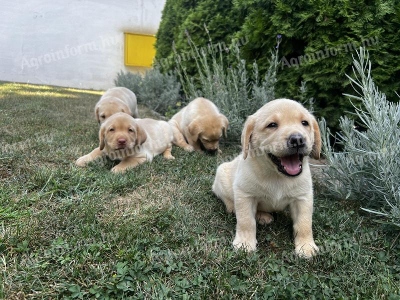 Mladiči labradorskega retrieverja