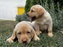 Welpen vom Typ Labrador Retriever