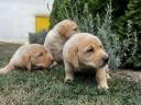 Welpen vom Typ Labrador Retriever