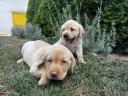 Welpen vom Typ Labrador Retriever