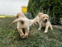 Labrador retriever puppies