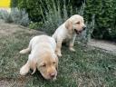 Labrador retriever puppies