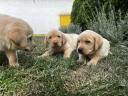 Labrador retriever puppies