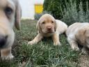 Welpen vom Typ Labrador Retriever