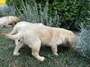 Welpen vom Typ Labrador Retriever