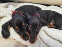 Quality purebred purebred dwarf dachshund puppies