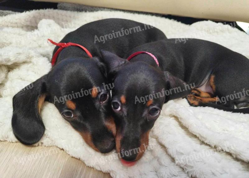 Calitate de rasă pură de rasă pură dwarf dachshund cățeluși