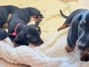 Quality purebred purebred dwarf dachshund puppies