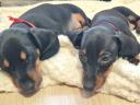 Quality purebred purebred dwarf dachshund puppies