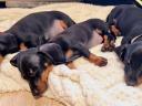 Quality purebred purebred dwarf dachshund puppies