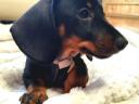 Quality purebred purebred dwarf dachshund puppies