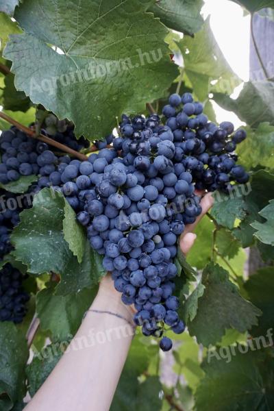 Wine grapes for sale from Eger, with a wide range of varieties