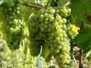 Wine grapes for sale from Eger, with a wide range of varieties