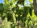 Wine grapes for sale from Eger, with a wide range of varieties