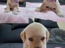 Labrador puppies