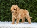 Poodles gigant de vânzare