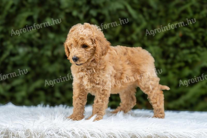 Poodles gigant de vânzare