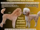 Poodles gigant de vânzare