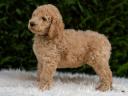 Poodles gigant de vânzare