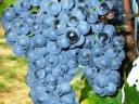 Zweigelt wine grapes for sale end August