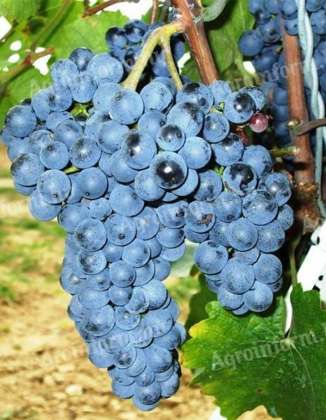 Zweigelt wine grapes for sale end August