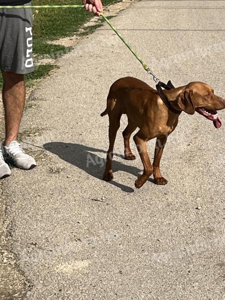 Ingyen elvihető Magyar vizsla jellegű 1 éves kan