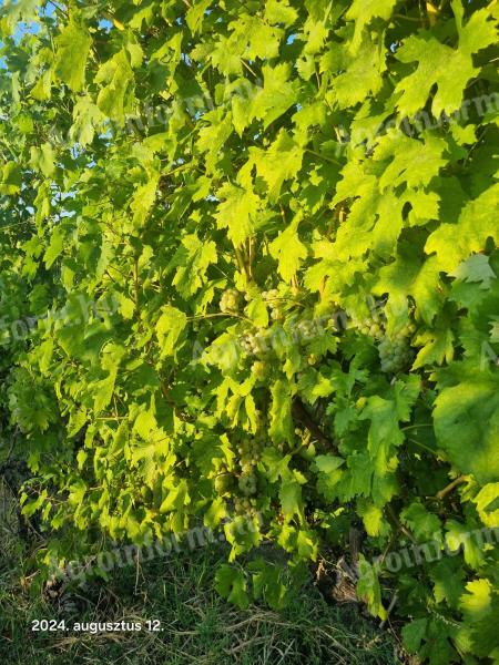 Wine grapes for sale