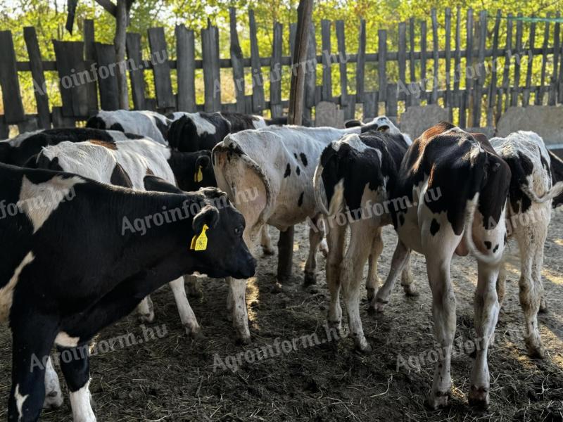 16 kusů 4-5měsíčních býčků na prodej