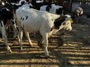 16 pcs 4-5 months old bull calves for sale