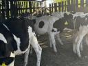 16 pcs 4-5 months old bull calves for sale