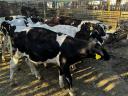 16 pcs 4-5 months old bull calves for sale