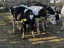 16 pcs 4-5 months old bull calves for sale