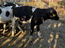 16 pcs 4-5 months old bull calves for sale