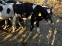 16 pcs 4-5 months old bull calves for sale