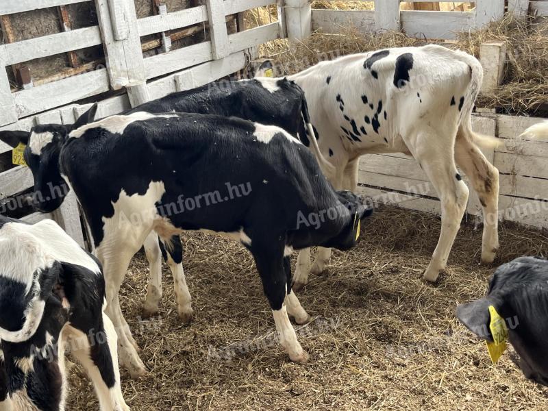 10 choice male bull calves for sale