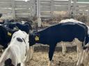 10 choice male bull calves for sale