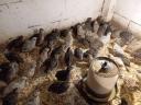 Quail for sale 300 Ft