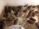 Quail for sale 300 Ft