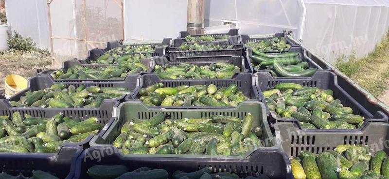 Cucumbers for sale