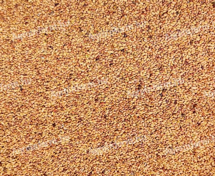 Alfalfa seeds, whey seeds for sale