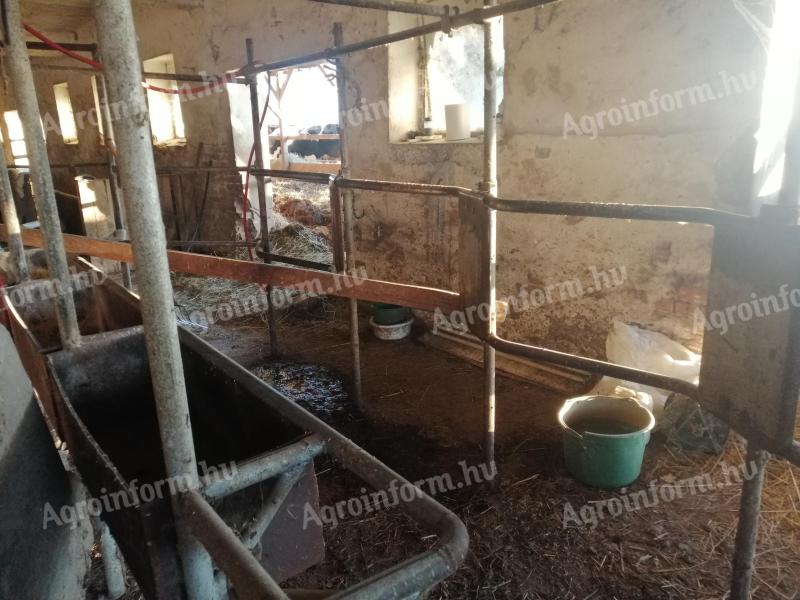 Cattle milking stall 4