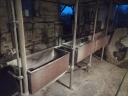 Cattle milking stall 4