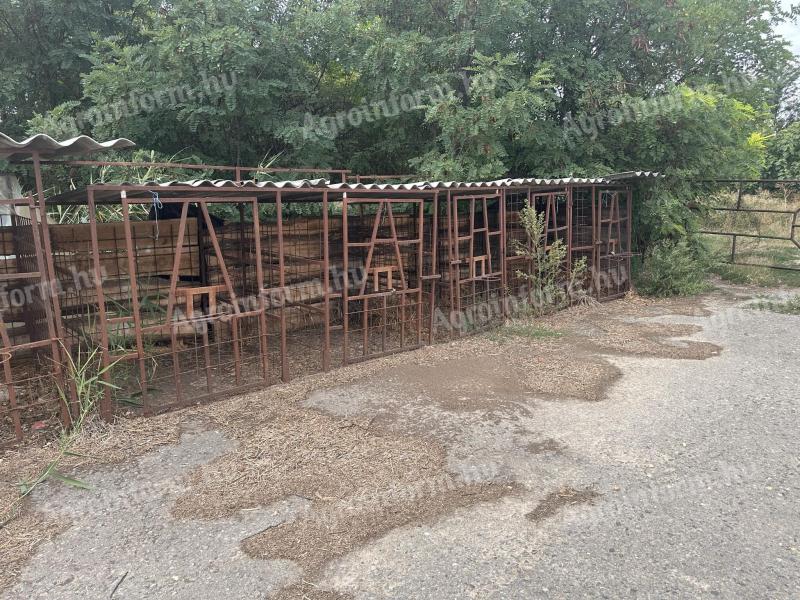 Calf rearing calf crates, calf pens